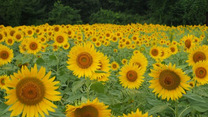 sunflowers_201908downsize